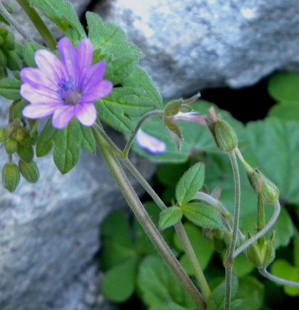 Geranium pyrenaicum